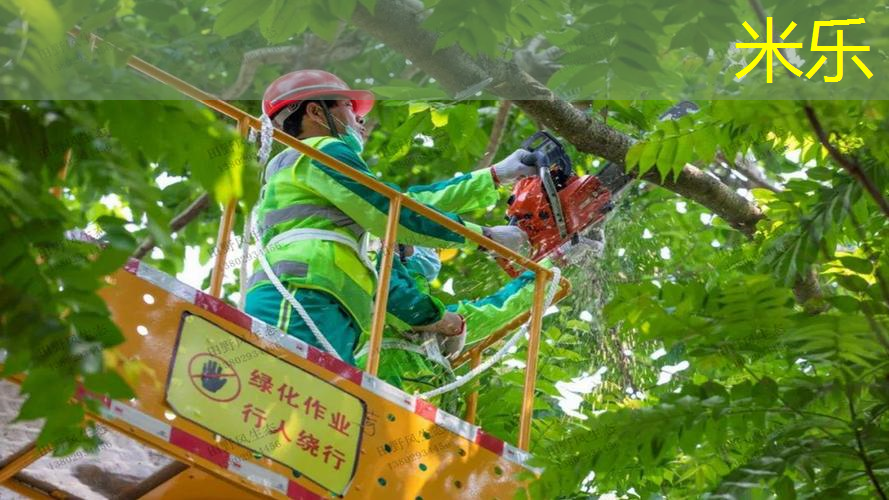 米乐：森林网球拍在哪儿