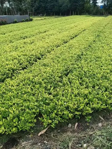 网球拍子怎样选购好的呢